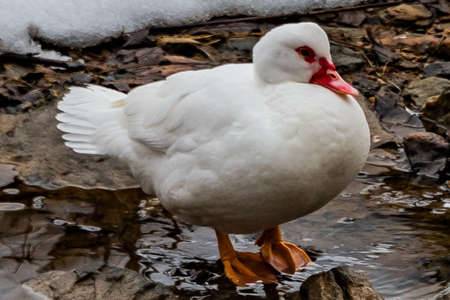 Duck Waiting For Ice Storm To Begin, Heritage Rail Trail County Park, York County, Pennsylvania, USAの写真素材