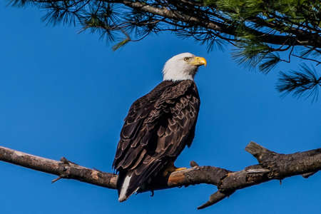 Eagle Guarding Nest, York County, Pennsylvania, USAの写真素材
