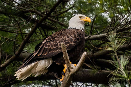 American Eagle Perching Near Nest, York County, Pennsylvania, USA