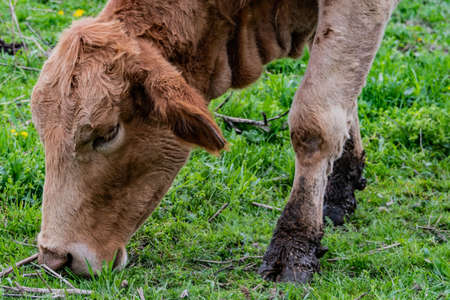 Cattle Grazing on a Spring Day, Seven Valleys, Pennsylvania, USAの写真素材