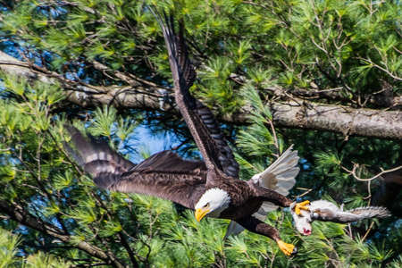 A Successful Hunt, York County, Pennsylvania, USA