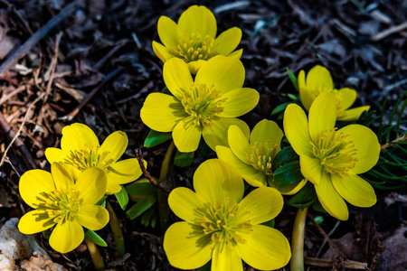 Winter Aconite in Bloom, York County, Pennsylvania, USAの写真素材