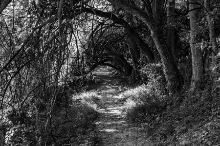 Haunted Hiking Trail, Richard M Nixon County Park, York County, Pennsylvania, USAの写真素材