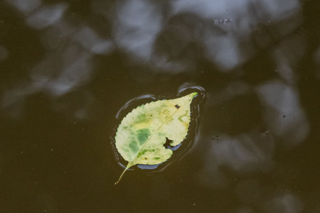 Leaf and Cloud Reflections, Richard M Nixon County Park, York County, Pennsylvania, USAの写真素材