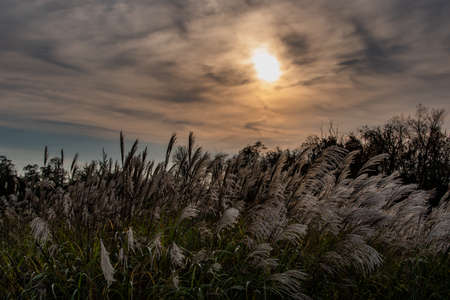 Autumn Sunset in the Upland Meadow, York County, Pennsylvania, USAの写真素材