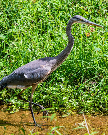 Great Blue Heron in the Wetlands, Richard M Nixon County Park, Pennsylvania, USAの写真素材