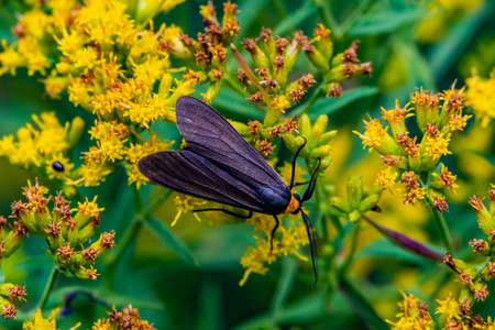 Insect on Goldenrod, Richard M Nixon County Park, York County, Pennsylvania, USA