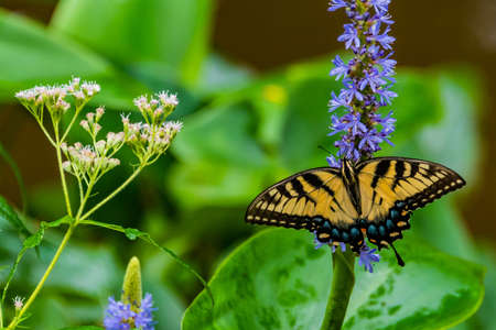 Eastern Swallowtail Butterfly on Pickerelweed, Richard M Nixon County Park, York County, Pennsylvania, USAの写真素材