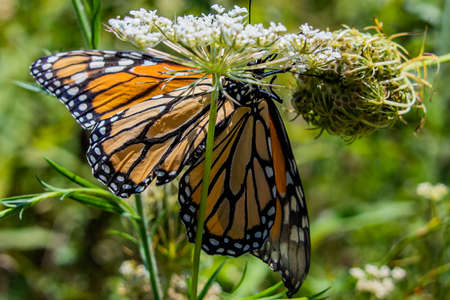 Monarch Butterfly on Daucus Carota, Richard M Nixon County Park, York County, Pennsylvania, USAの写真素材