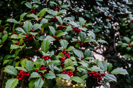 Holly Tree, Gettysburg National Cemetery, Pennsylvania, USAの写真素材