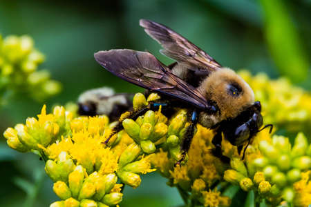 Carpenter Bee Pollinating Goldenrod, Richard M Nixon County Park, York County, Pennsylvania, USAの写真素材