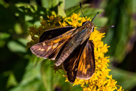 Small Skipper Butterfly On Goldenrod, Richard M Nixon County Park, York County, Pennsylvania, USA