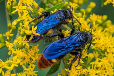 Two Pollinators Hard At Work on Goldenrod, Richard M Nixon County Park, York County, Pennsylvania, USAの写真素材