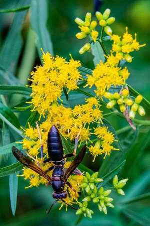 Wasp on Goldenrod, Richard M Nixon County Park, York County, Pennsylvania, USA