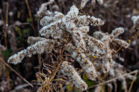 Goldenrod in Autumn, York County, Pennsylvania, USA
