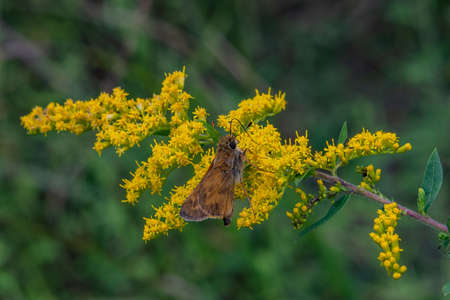 Skipper Butterfly On Goldenrod, Richard M Nixon County Park, York County, Pennsylvania, USAの写真素材