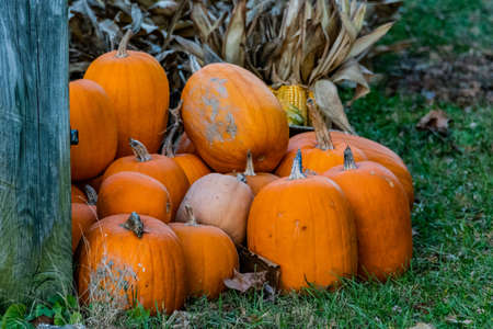 Autumn Pumpkins and Corn, Heritage Rail Trail County Park, Seven Valleys, Pennsylvania, United Statesの写真素材