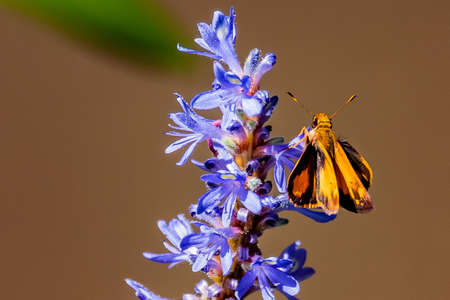 Fiery Skipper Butterfly, Richard M Nixon County Park, York County, Pennsylvania, USA