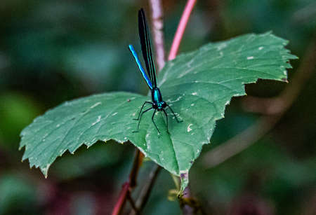 Ebony Jewelwing Damselfly On A Leaf, Posing for the Cameraの写真素材