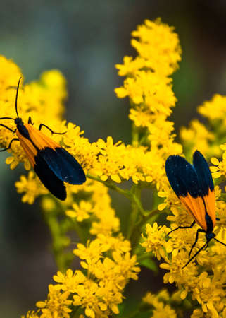 Wildflower Delight, Shenandoah National Park, Virginia, USAの写真素材
