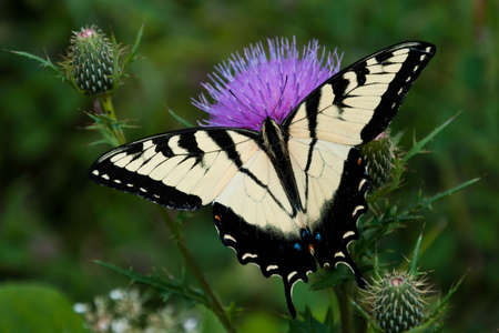 Eastern Tiger Swallowtail Butterfly on Thistle, Shenandoah National Park, Virginia, USAの写真素材