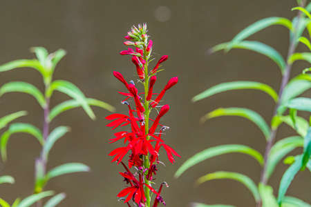 Cardinal Flower (Lobelia Cardinalis)の写真素材
