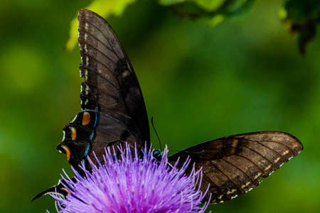 Black Swallowtail Butterfly on Thistle, Shenandoah National Park, Virginia, USAの写真素材
