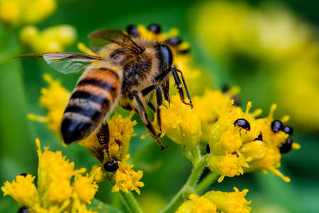 Honeybee on Goldenrod, Richard M Nixon County Park, York County, Pennsylvania, USAの写真素材