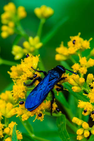 Electric Blue Insect on Goldenrod, Richard M Nixon County Park, York County, Pennsylvania, USAの写真素材