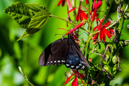 Butterfly on Cardinal Flower, Richard M Nixon County Park, York County, Pennsylvania, USAの写真素材