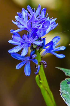 Summer Bloom at the Pond, Richard M Nixon County Park, York County, Pennsylvania USAの写真素材