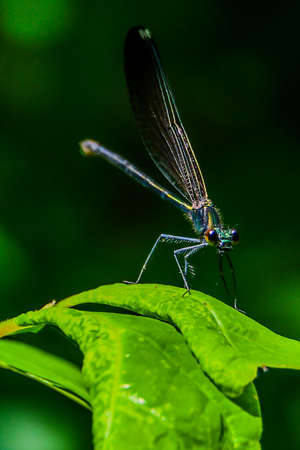 Photo of an Ebony Jewelwing Damselfly, Gettysburg National Military Park, Pennsylvania USA