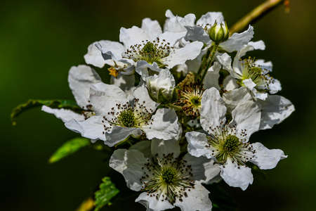 Photo of Wild White Rose in Full Bloomの写真素材