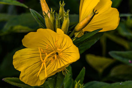 Photo of Sundrops (Evening Primrose), York County, Pennsylvania USAの写真素材