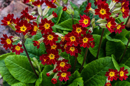 Photo of Primroses taken in early spring 2020の写真素材