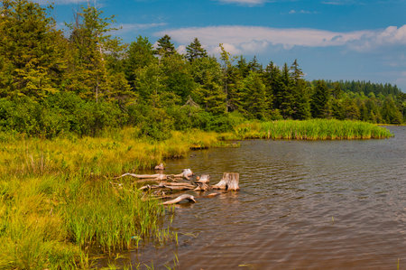 Summer scene at Spruce Knob Lake, Monongahela National Forest, West Virginia USAの写真素材