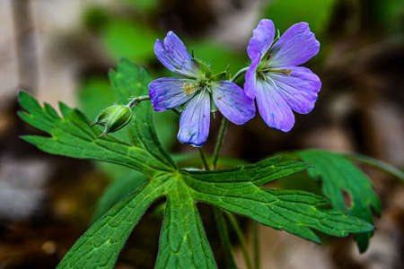 Photo of Wild Geranium, Lake Williams, York County, Pennsylvania USAの写真素材