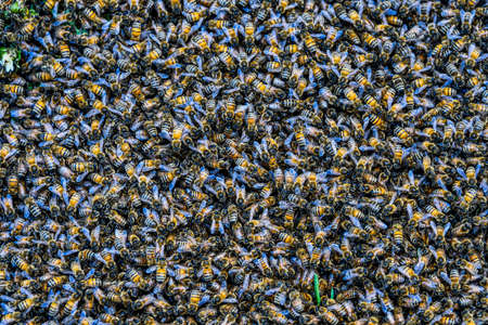 Photo of a Honeybee Swarmの写真素材