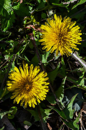 Here is a photo of a pair of Dandelions taken at Lake Williams, York County, Pennsylvania USA in mid April 2020の写真素材