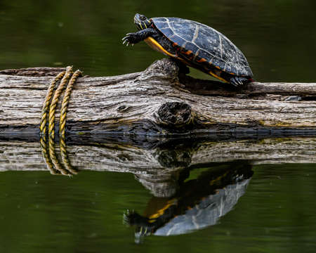 This is a photo of a Painted Turtle basking in the sunshine on a log during a warm spring afternoon in Nixon Park, York County Pennsylvania USA in April 2020.の写真素材