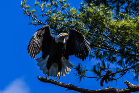 This is a photo of an American Bald Eagle landing on a tree limb next to its nest. Photo taken in mid April at Lake Williams, York County, Pennsylvania USAの写真素材
