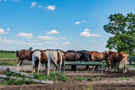 Horses Enjoying a Sunny Summer Afternoon at the Rose Farm, Gettysburg National Military Park, Pennsylvania, USAの写真素材