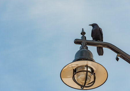 American Crow Perched on a Streetlight, National Harbor, Maryland USA, Marylandの写真素材