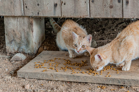 Barn Cats, Antietam National Battlefield, Maryland USA, Sharpsburg, Marylandの写真素材