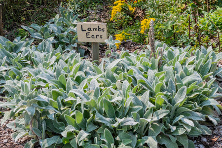 Lambs Ears, Hopewell Furnace National Historic Site, Pennsylvania USA, Elverson, Pennsylvaniaの写真素材