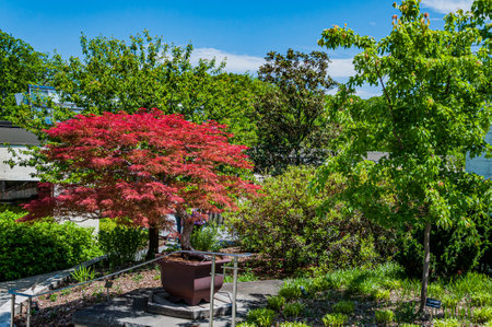 Beautiful Japanese Red Maple Tree, National Arboretum, Washington DC USA, Washington, District of Columbiaの写真素材
