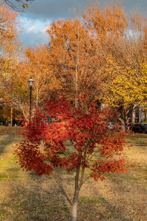 Fall Colors in Richmond Virginia USA, Richmond, Virginiaの写真素材