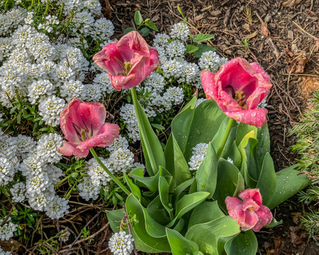 Tulip Blooms in the Morning Dew, York County Pennsylvania USAの写真素材