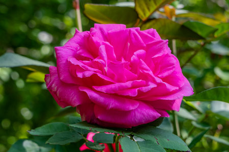A Rose in the Sun on a Spring Morning, York County Pennsylvania USAの写真素材