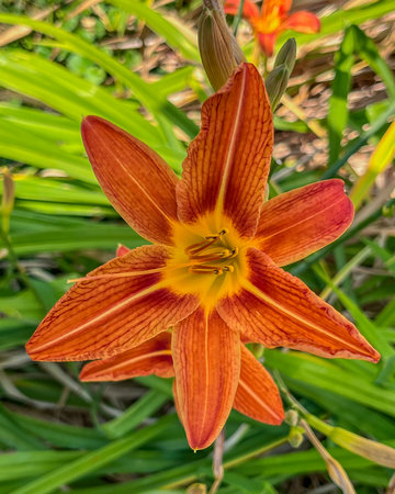 Single Orange Day Lily Flower in Early Summer, York County Pennsylvania USAの写真素材